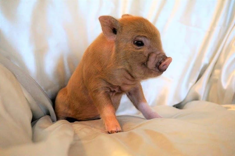 We Love Mini Pigs