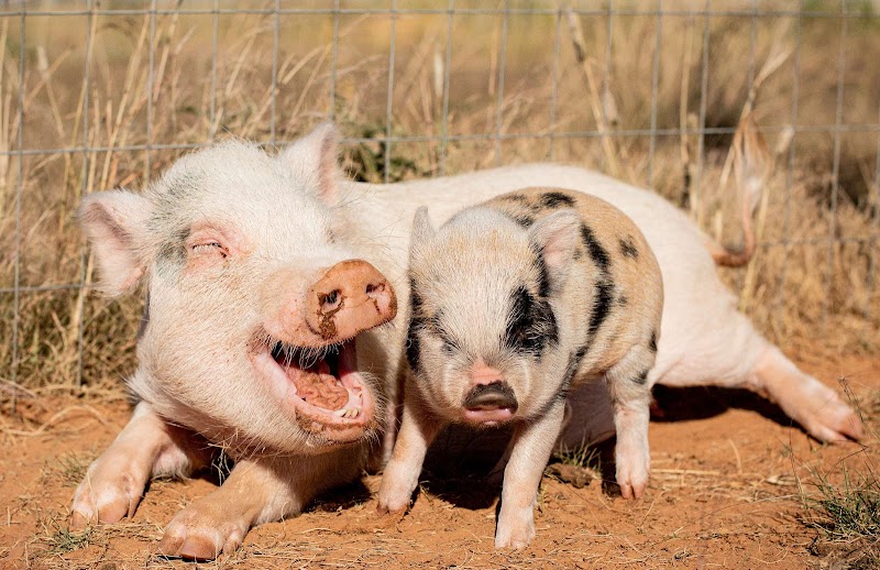 West Texas Mini Pigs