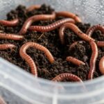 Keep Fishing Worms Alive for a Fresher